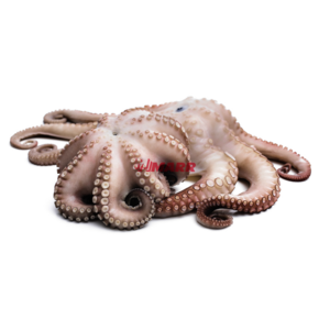 Polpo 1000/2000 g (IDN) IQF JUSTFISH